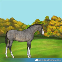 Horse Color:Buckskin Roan