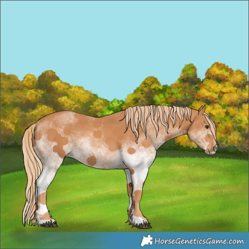 Horse Color:White Spotted Chestnut 