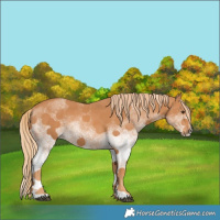 Horse Color:White Spotted Chestnut
