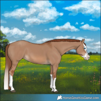 Horse Color:Red Dun Splash