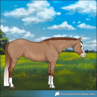 Horse Color:Red Dun Splash