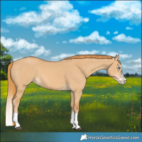 Horse Color:Red Dun Splash 