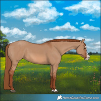 Horse Color:Red Dun Splash