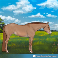 Horse Color:Red Dun Splash