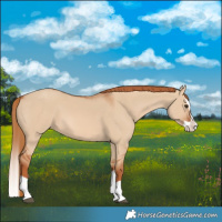 Horse Color:Red Dun Splash 