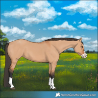 Horse Color:Bay Dun Splash 