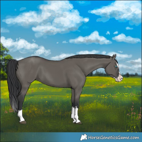Horse Color:Grullo Splash 