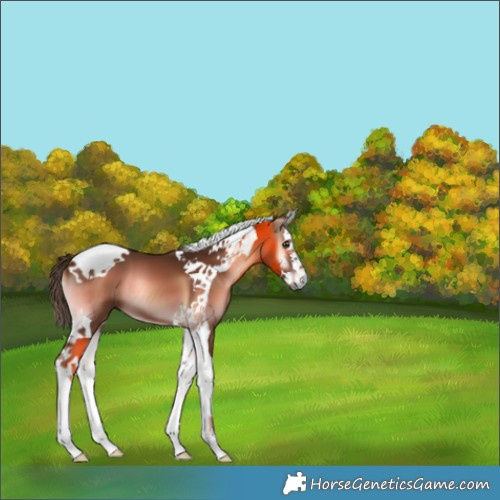 Horse Color:Red Onyx Splash Tobiano 