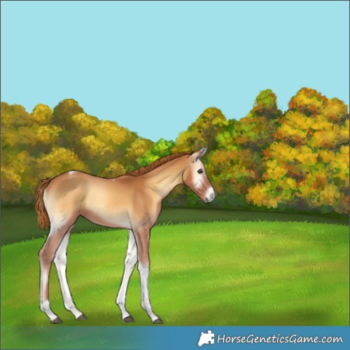 Horse Color:Red Onyx Tobiano 