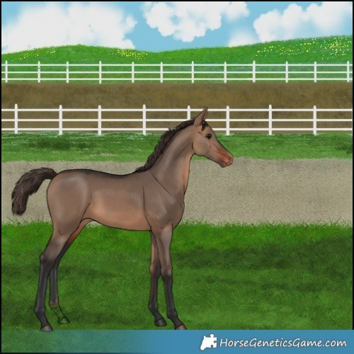 Horse Color:Bay Dun Appaloosa 