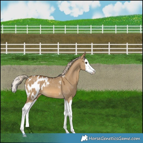 Horse Color:Chocolate Palomino Dun Splash Appaloosa