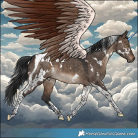 Horse Color:White Spotted Brown Dun Tobiano 