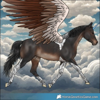 Horse Color:Brown Tobiano 