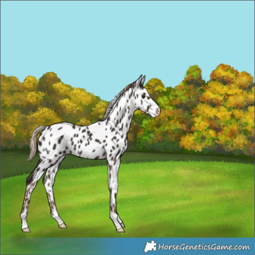 Horse Color:Liver Chestnut Leopard 
