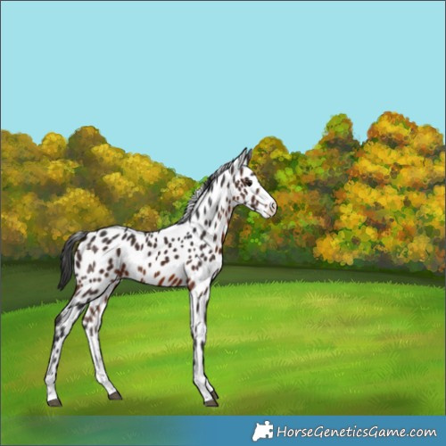 Horse Color:Brown Leopard 