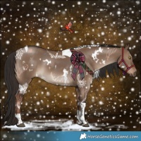 Horse Color:White Spotted Liver Red Dun Tobiano 