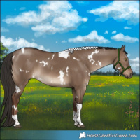 Horse Color:White Spotted Liver Red Dun Tobiano 