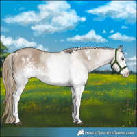 Horse Color:White Spotted Liver Red Dun 