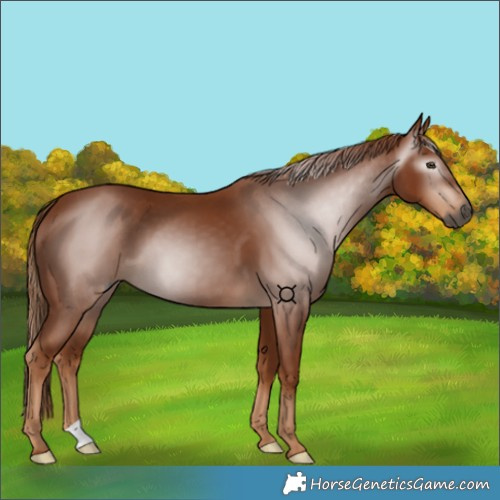 Horse Color:Gray Chestnut