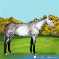 Horse Color:Gray Bay Splash