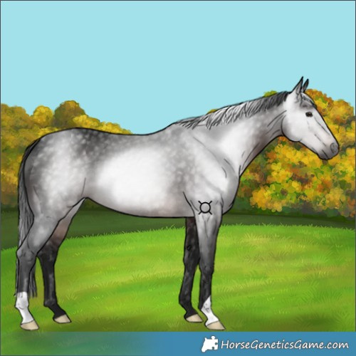 Horse Color:Gray Brown 