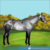 Horse Color:Gray Black Splash Appaloosa Rabicano