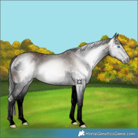 Horse Color:Gray Bay Splash Rabicano 
