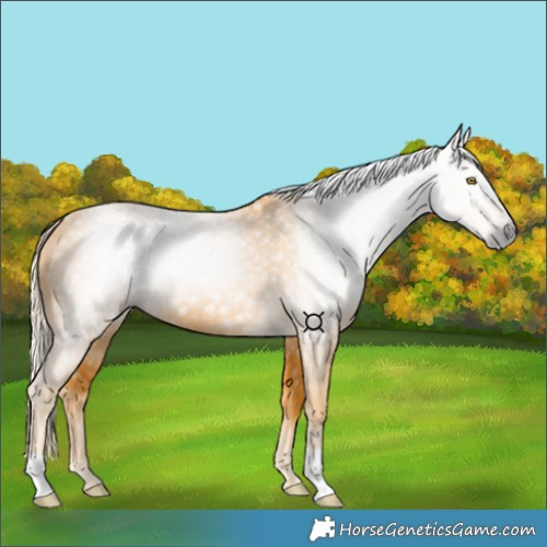 Horse Color:Gray Palomino 