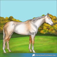 Horse Color:Gray Palomino