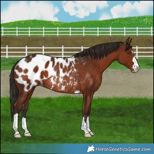 Horse Color:Liver Chestnut Appaloosa Rabicano 