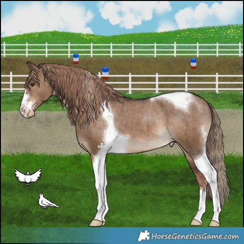 Horse Color:Liver Red Dun Tobiano Appaloosa Brindle 