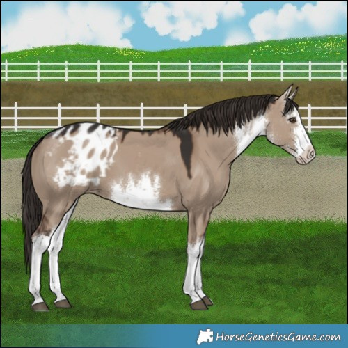 Horse Color:White Spotted Liver Red Dun Appaloosa 