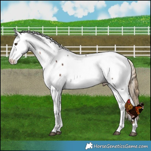 Horse Color:White Spotted Liver Chestnut Fewspot Rabicano 