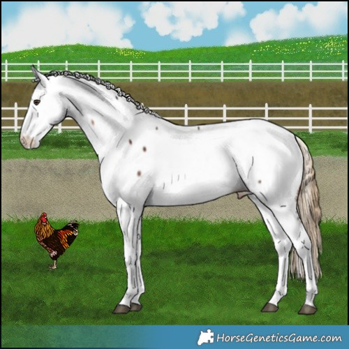 Horse Color:White Spotted Liver Chestnut Appaloosa Rabicano 