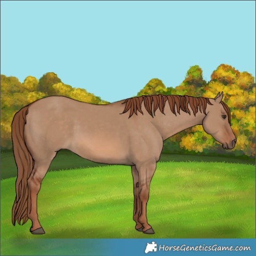 Horse Color:Red Dun Rabicano