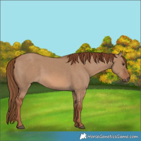 Horse Color:Red Dun Rabicano 