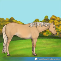 Horse Color:Palomino Dun Rabicano