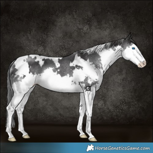 Horse Color:White Spotted Black Splash Rabicano 