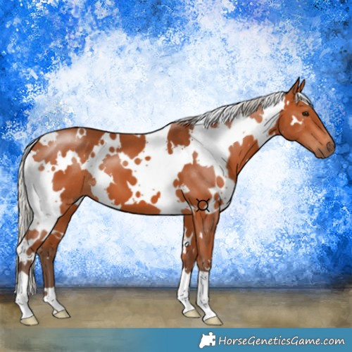 Horse Color:White Spotted Silver Bay 