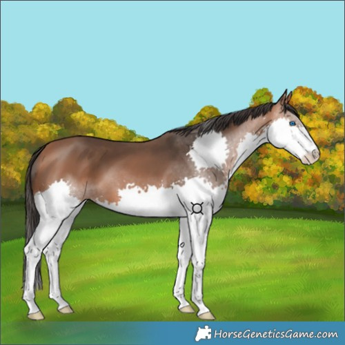 Horse Color:Bay Splash