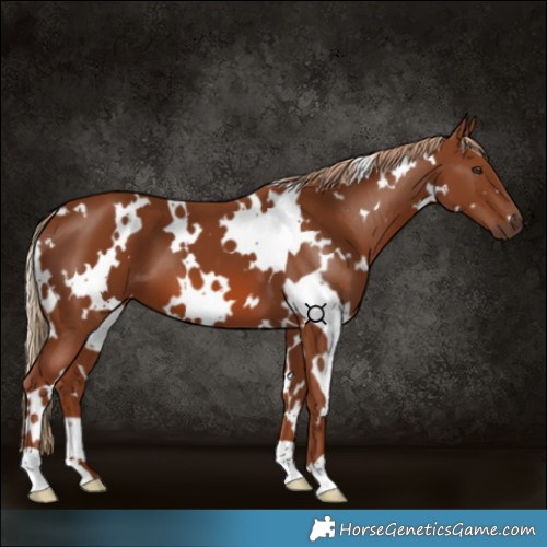 Horse Color:White Spotted Chestnut