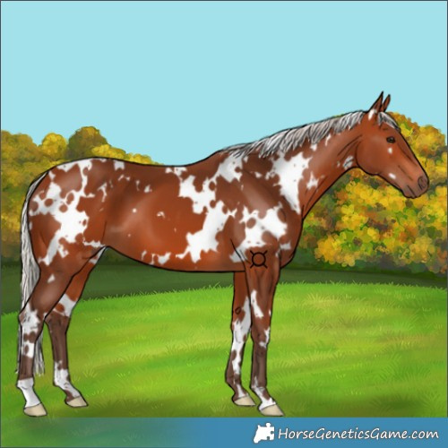 Horse Color:White Spotted Silver Bay
