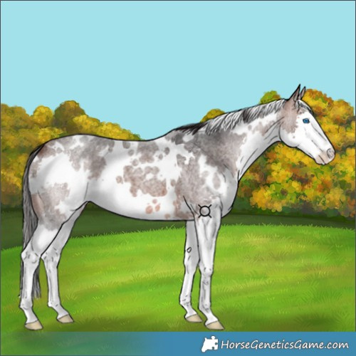 Horse Color:White Spotted Brown Roan Splash 