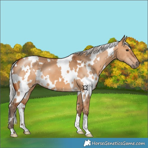 Horse Color:White Spotted Silver Bay Dun 