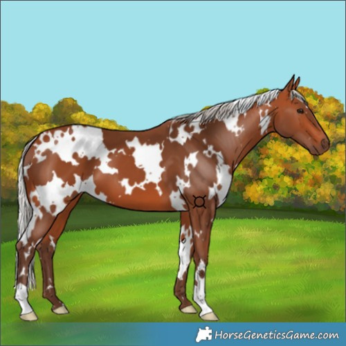 Horse Color:White Spotted Silver Bay 