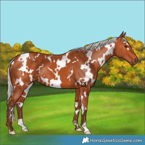 Horse Color:White Spotted Silver Bay 
