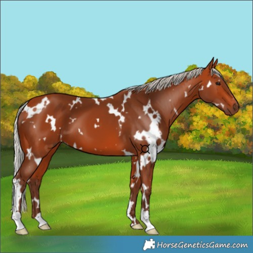 Horse Color:White Spotted Silver Bay