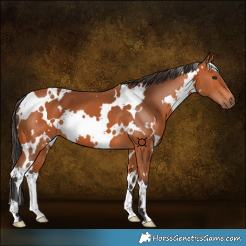 Horse Color:White Spotted Bay