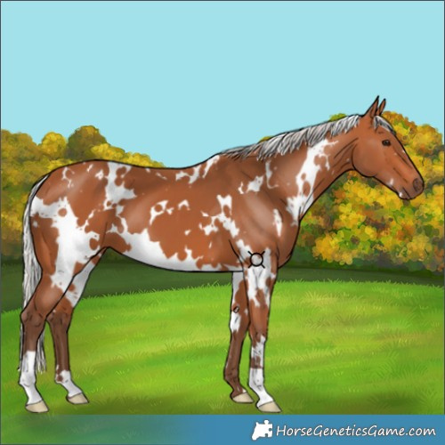 Horse Color:White Spotted Silver Bay 