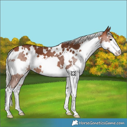 Horse Color:White Spotted Silver Brown Splash 